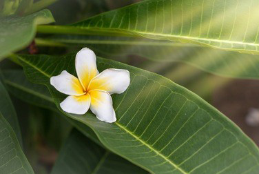 自己在家就能进行的脚底按摩方法和技巧